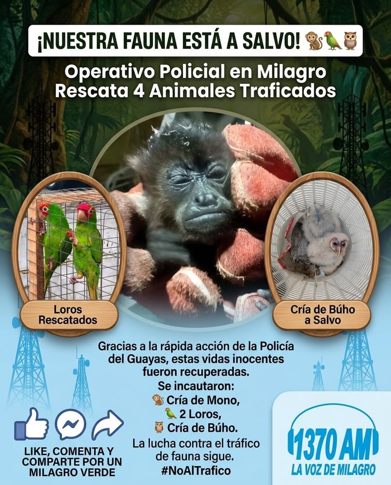 Cartel ¡Nuestra fauna está a salvo! con una cría de mono en brazos, y recuadros con loros enjaulados y una cría de búho en un canasto.