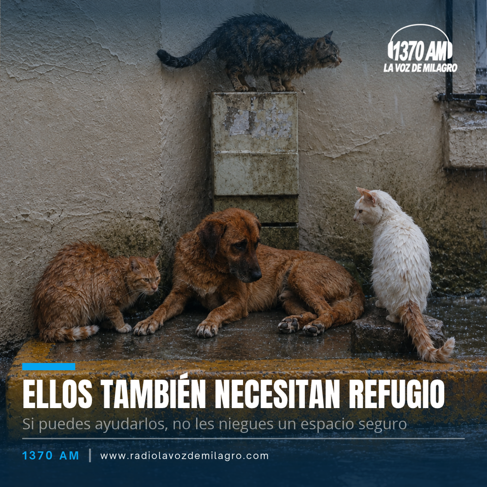 Un perro y tres gatos callejeros mojados junto a una pared, bajo la lluvia, buscando refugio.