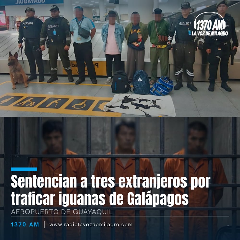 Policías con un perro antinarcóticos junto a tres detenidos y mochilas con iguanas, y abajo tres hombres presos tras las rejas en el aeropuerto de Guayaquil